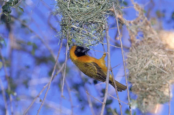 Village Weaver Ploceus Cucullatus Male Building Nest Samburu Park Kenya — Stock Photo, Image