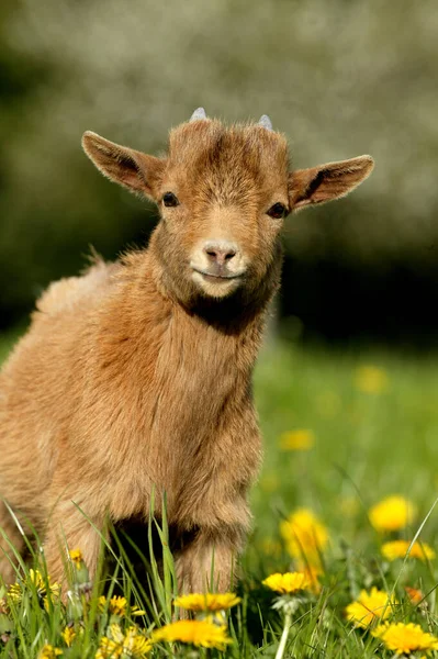 Zwergziege Oder Zwergziege Capra Hircus Monate Altes Ziegenbaby — Stockfoto