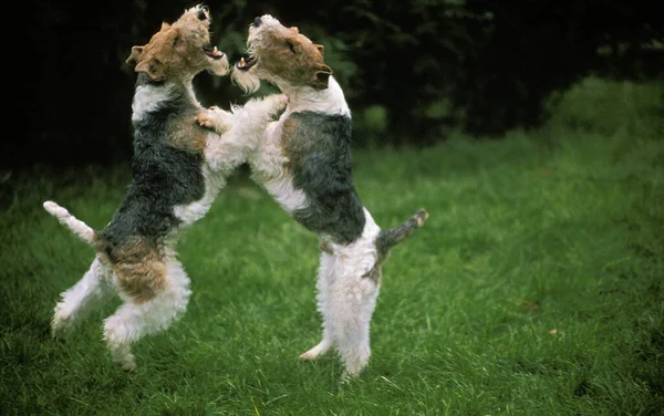 Lis Terrier Drucianymi Włosami Walka Dorosłych — Zdjęcie stockowe