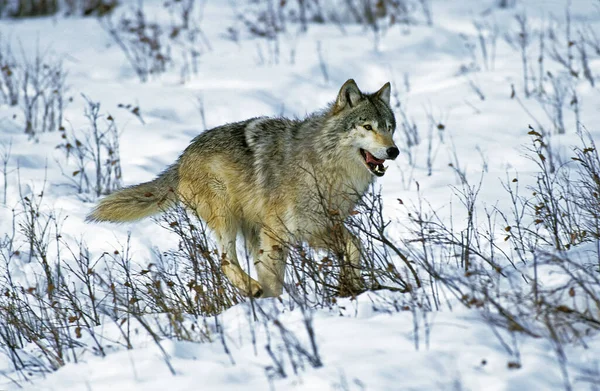 North American Grey Wolf Canis Lupus Occidentalis Adult Walking Snow — Φωτογραφία Αρχείου