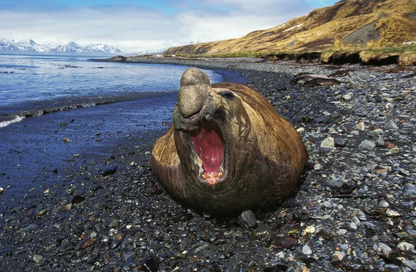 Southern Elephant Seal Mirounga Leonina Мужчина Лежит Пляже Оборонительной Позе — стоковое фото