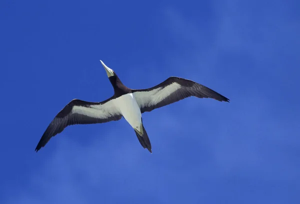 Brown Booby Sula Leucogaster Adulto Voo Contra Blue Sky Austrália — Fotografia de Stock