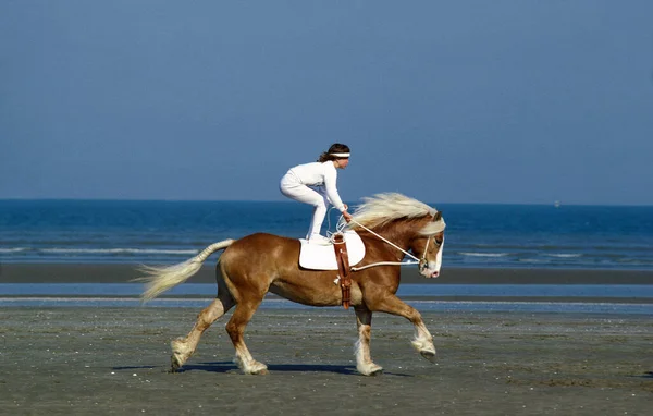 Trick Riding Haflinger Horse Deauville Beach Normandy France — Stock Photo, Image