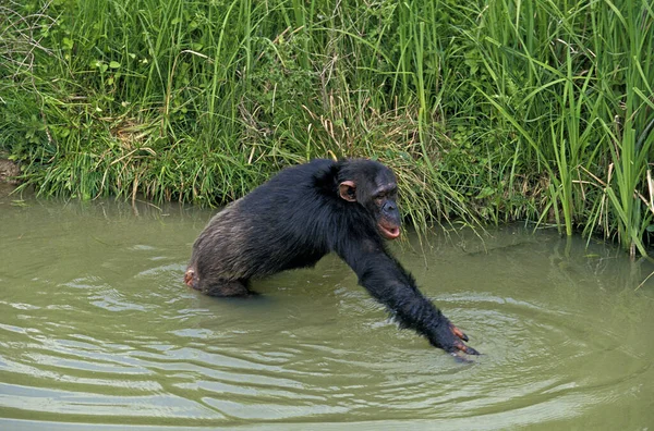 Chimpancé Pan Trogloditas Adulto Entrando Agua — Foto de Stock