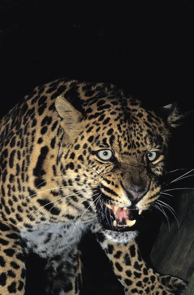 Leopárd Panthera Pardus Védekező Testtartású Felnőtt Portréja — Stock Fotó