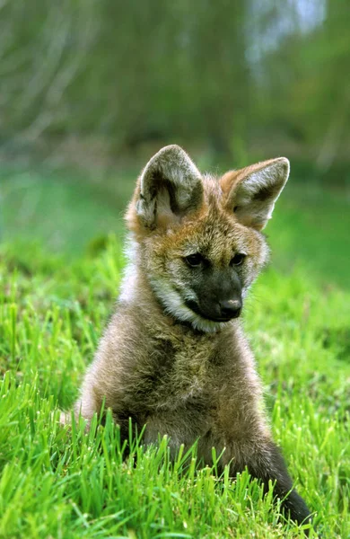 Lobo Guará Crisocyon Brachyurus Cub — Fotografia de Stock