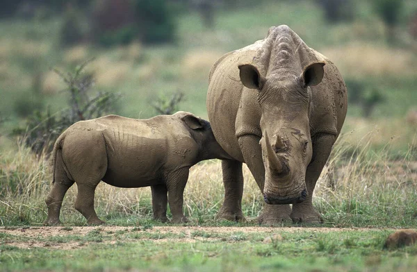 Biały Nosorożec Ceratotherium Simum Matka Cielęciem Ssącym Republika Południowej Afryki — Zdjęcie stockowe