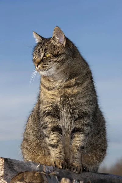 Brown Tabby Domestic Cat Feminino Pilha Madeira Normandia — Fotografia de Stock
