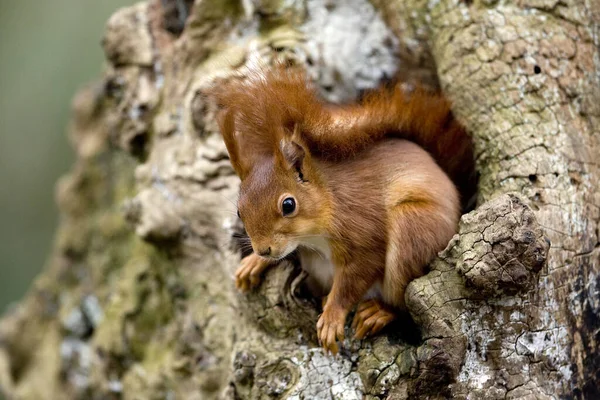 Red Squirrel Sciurus Vulgaris Adult Standing Nest Entrance Νορμανδία — Φωτογραφία Αρχείου