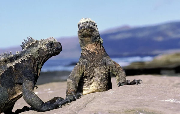 Galapagos Tenger Iguana Amblyrhynchus Cristatus Sziklán Álló Felnőttek — Stock Fotó