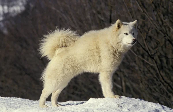 Samoyed Dog Sledehond Staat Sneeuw — Stockfoto