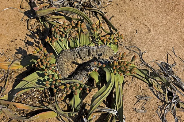 Welwitschia Welwitschia Mirabilis Fóssil Vivo Deserto Namib Namíbia — Fotografia de Stock