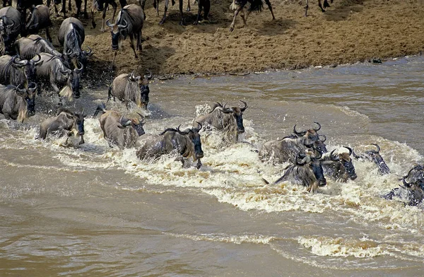 Blauwe Gnoes Connochaetes Taurinus Herd Die Mara Oversteekt Tijdens Migratie — Stockfoto