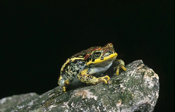 Toad Bufo Rubropunctatus Ενηλίκων Στέκεται Στο Stone — Φωτογραφία Αρχείου