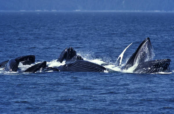 Humpack Whale Megaptera Novaeangliae Group Bubble Net Feeding Open Mouth — Stock Photo, Image