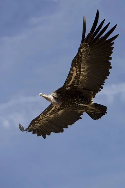 Buitre Ruppell Gyps Rueppellii Adulto Vuelo Contra Blue Sky Masai — Foto de Stock