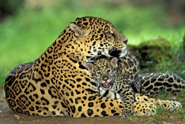 Jaguár Panthera Onca Anya Kölyöktojással — Stock Fotó