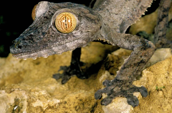 Gecko Skrzydlaty Uroplatus Fimbriatus Zbliżenie Głowy — Zdjęcie stockowe