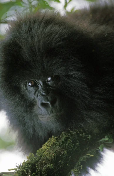 Gorila Montaña Gorila Beringei Retrato Joven Parque Virunga Ruanda — Foto de Stock