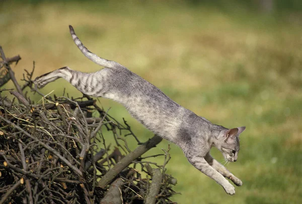 Orientalische Hauskatze Erwachsenenspringen — Stockfoto