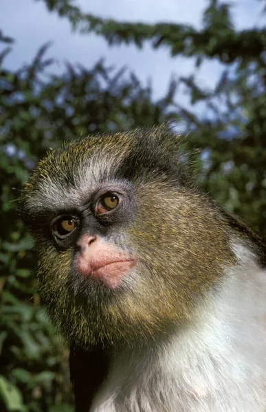 Gekrönter Affe Cercopithecus Pogonias Porträt Eines Erwachsenen — Stockfoto