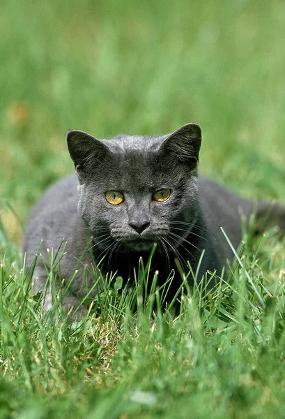 Blaue Hauskatze Liegt Auf Gras — Stockfoto