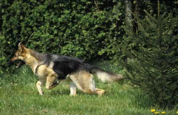 Alman Çoban Köpeği Koşan Yetişkin — Stok fotoğraf