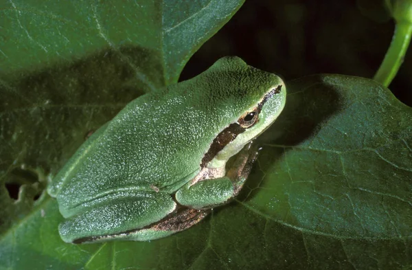 ヨーロッパの木のカエル ヒラの幼虫 葉の上に立つ成虫 — ストック写真