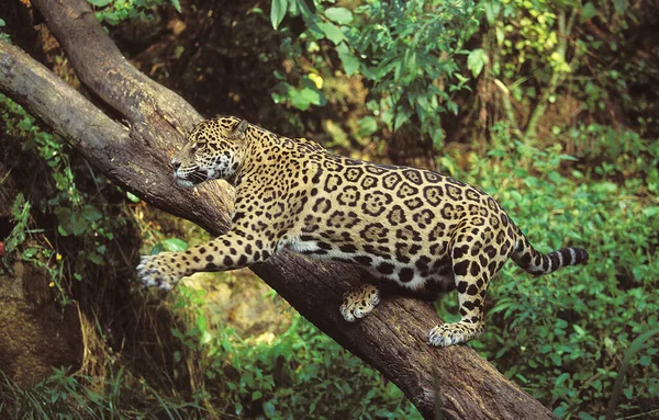 Jaguár Panthera Onca Lov Dospělých — Stock fotografie