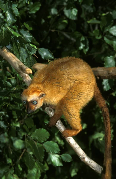 Lémurien Noir Eulémurien Macaco Femelle Debout Sur Branche — Photo