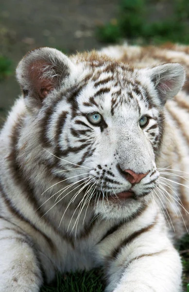 White Tiger Panthera Tigris Cub — Stock fotografie