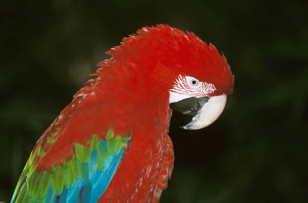 Kırmızı Yeşil Macaw Ara Kloroptera Yetişkin — Stok fotoğraf