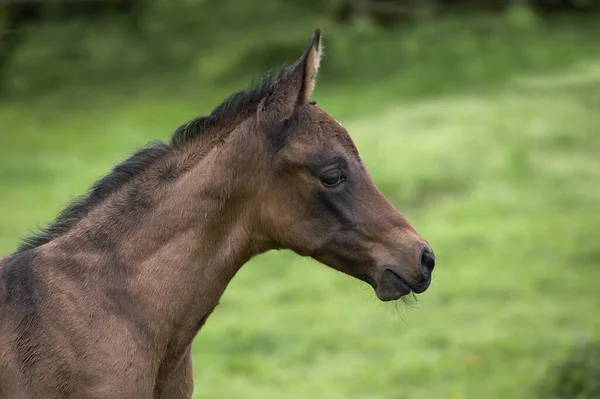 Akhal Teke Horse Breed Από Τουρκμενιστάν Φόαλ — Φωτογραφία Αρχείου