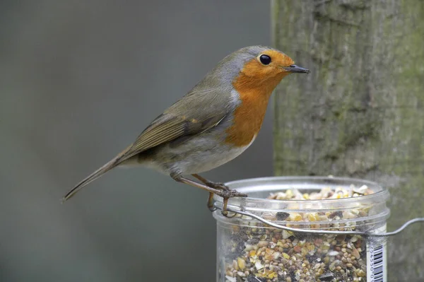 Európai Robin Erithacus Rubecula Felnőtt Álló Vályú Normandia — Stock Fotó