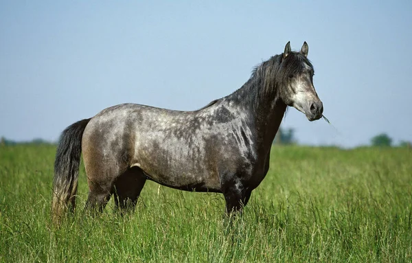 Cavallo Lusitano Adulto Piedi Nel Prato — Foto Stock