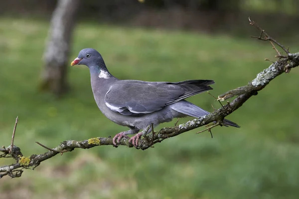 Gołąb Drzewny Columba Palumbus Dorosły Stojący Gałęzi Normandia — Zdjęcie stockowe