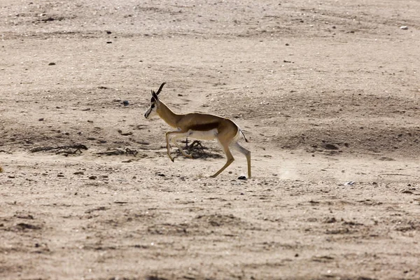 Springbok Antidorcas Marsupialis Namibie — Photo