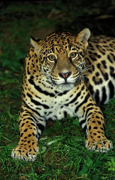 Jaguar Panthera Onca Mujer — Foto de Stock