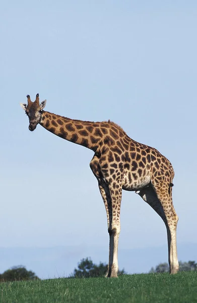 Rothschildova Žirafa Žirafa Camelopardalis Rothschildi — Stock fotografie