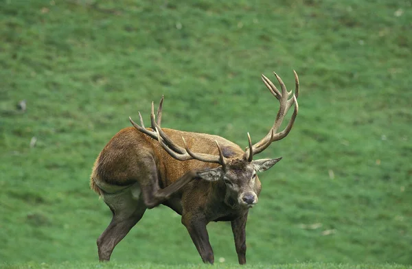 Red Deer Cervus Elaphus Stag Scratching Its Hind Leg — 스톡 사진