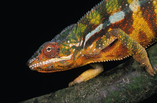 Mücevherli Bukalemun Halı Bukalemunu Furcifer Lateralis Yetişkin Şubesi — Stok fotoğraf