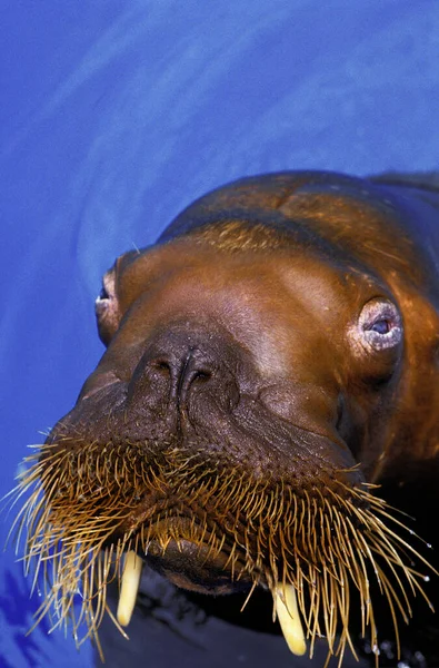 Walrus Odobenus Rosmarus Close Head — 스톡 사진