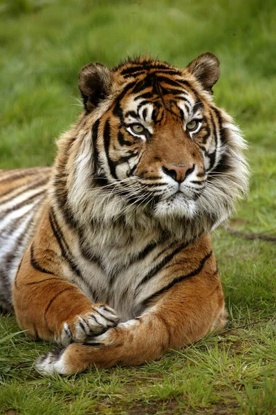Tigre Sumatra Pantera Tigris Sumatrae Retrato Adulto —  Fotos de Stock