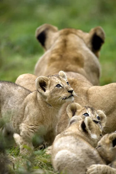 Katanga Lion Southwest African Lion Panthera Leo Bleyenberghi — стокове фото
