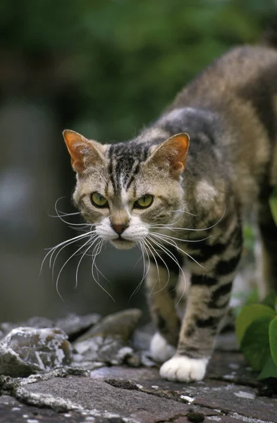 American Wirehair Οικιακές Cat Περπάτημα Στον Τοίχο — Φωτογραφία Αρχείου
