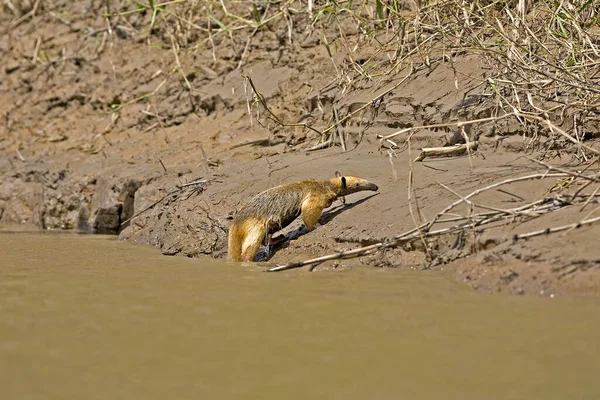 Południowy Mrówkojad Tamandua Tetradactyla Przekraczający Rzekę Madre Dios Parku Narodowym — Zdjęcie stockowe
