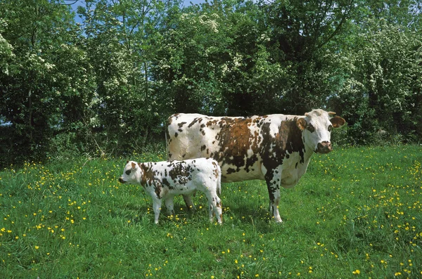 Normandy Cow Mother Calf Calvados Normandy — 스톡 사진