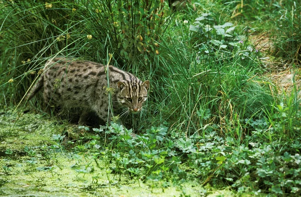 Gato Pesca Prionailurus Viverrinus Adulto Pântano Pesca — Fotografia de Stock