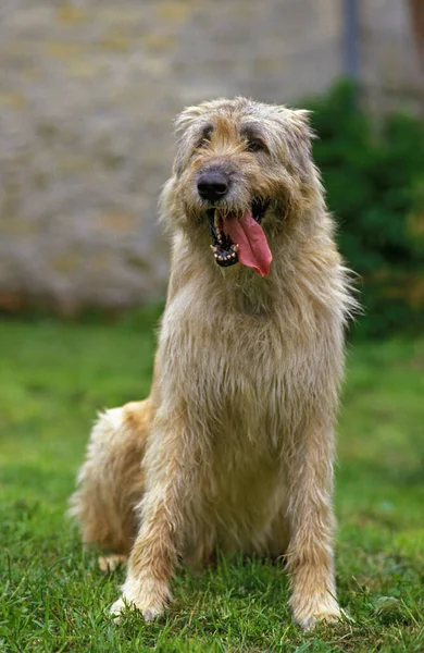 Cão Wolfhound Irlandês Cão Sentado Grama Com Língua Para Fora — Fotografia de Stock