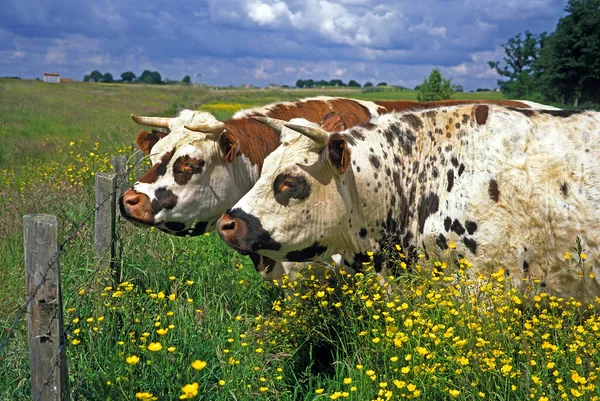 Нормандская Корова Цветами Кальвадос Нормандии — стоковое фото